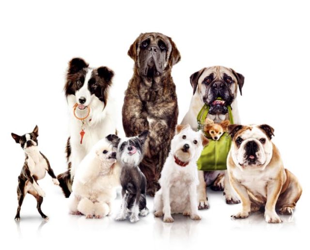 hotel-for-dogs-01.jpg
