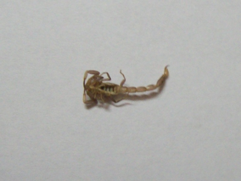 [Scorpion[5].jpg]
