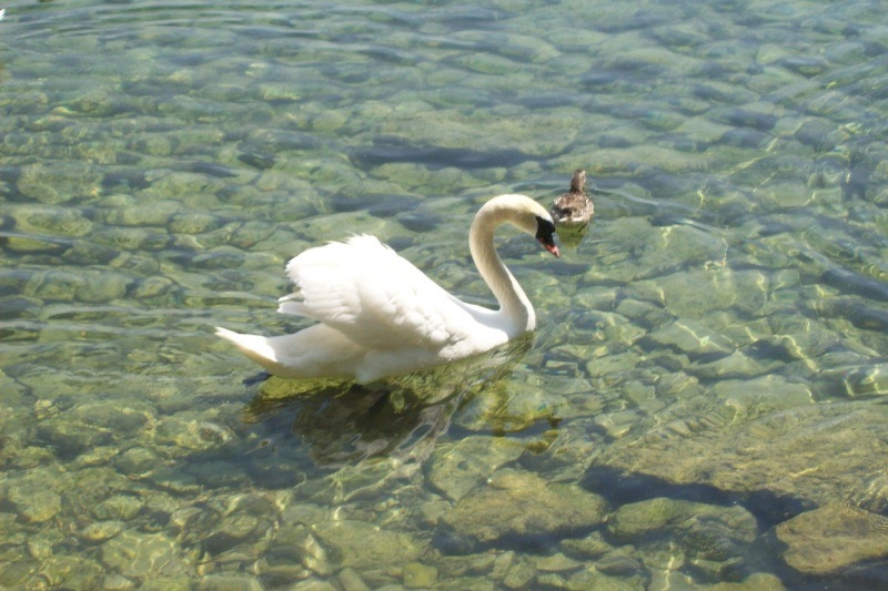 [SwanLakeNeuchatel5.jpg]