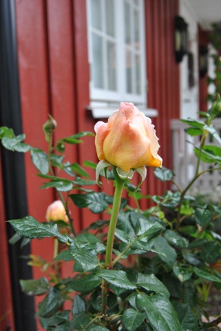 [DSC_05413.jpg]