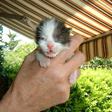***Gatti***