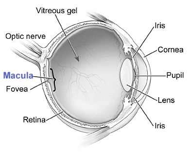 Click for a closer look at the eye - care of the US National Eye Institute Click for a closer look at the eye - care of the US National Eye Institute