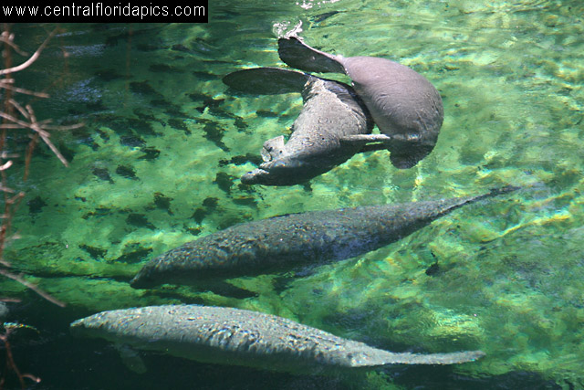 Manatees at Blue Spring State Park