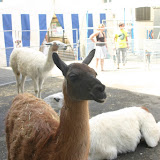 Lamas - in make shift zoo