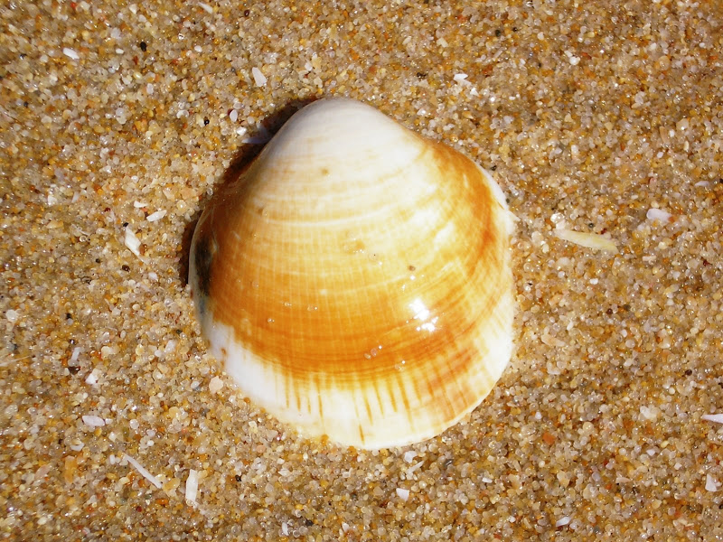 Praia do Carvalhal, concha