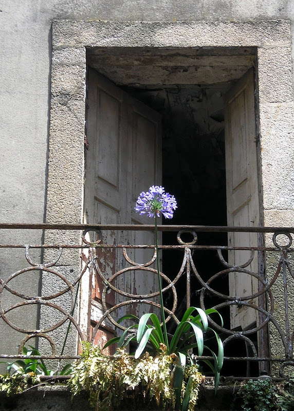 Flor em Janela no Porto
