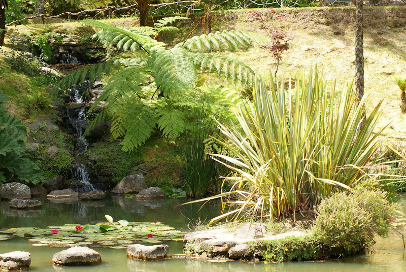 O lago dos nenúfares