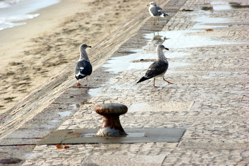 Gaivotas em Albarquel