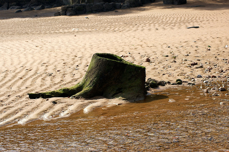 O que resta de uma árvore.. no meio do Rio