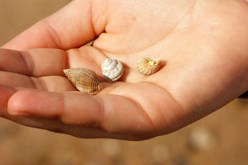 Buzios.. caracois de mar na mão