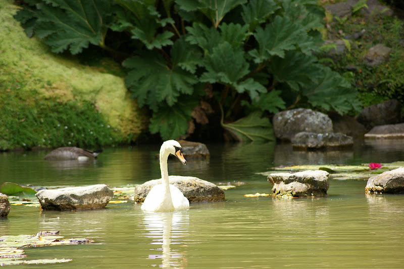 Cisne