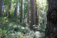 RedwoodEmpire_20100905_0332.JPG Photo