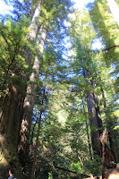 RedwoodEmpire_20100906_0503.JPG