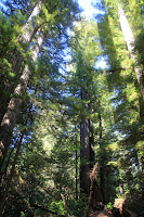 RedwoodEmpire_20100906_0504.JPG