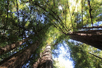 RedwoodEmpire_20100906_0506.JPG