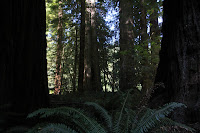 RedwoodEmpire_20100906_0543.JPG