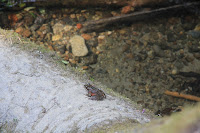 RedwoodEmpire_20100906_0579.JPG