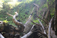 RedwoodEmpire_20100906_0613.JPG