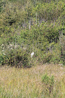 RedwoodEmpire_20100906_0662.JPG