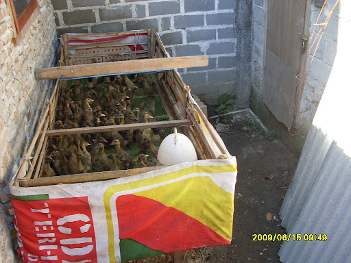 pemeliharaan