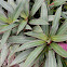 oyster plant, Moses-in-the-Cradle