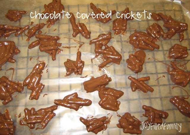 [chocolate covered crickets[4].jpg]