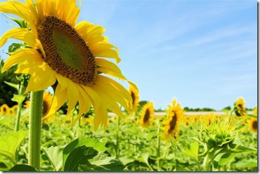 sunflower lookin gat the sun