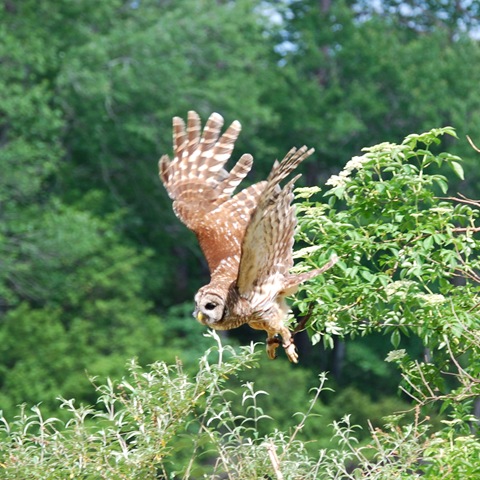 [Barred Owl in Flight[2].jpg]