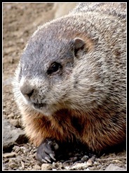 Closeup_groundhog