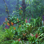 Bromeliads 