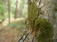 Some moss growing on a tree.