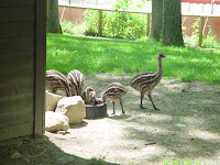 They look like ostrich, but they aren't.