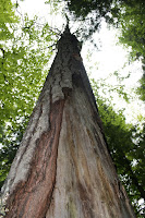Just a neat perspective shot on a tree I saw along the trail.