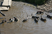IMG_0742.jpg