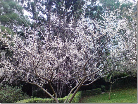 梅園的梅花 梅園的梅花