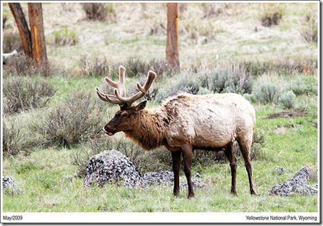 elk elk