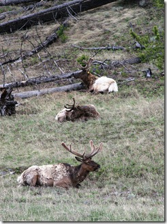 elks elks