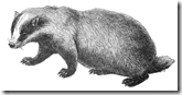 badger badger