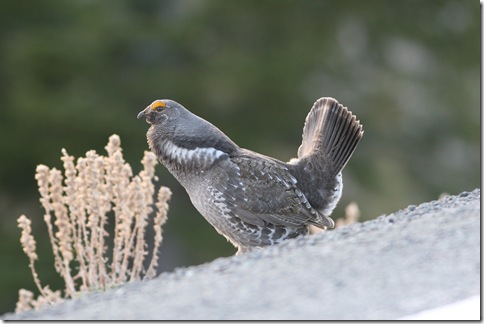 藍松雞 Blue Grouse