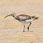 Common Whimbrel