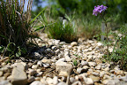 gravel much - picture from Dave Williams TX http://www.flickr.com/photos/davewilliamstx/2416699412/