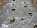plastic mulch