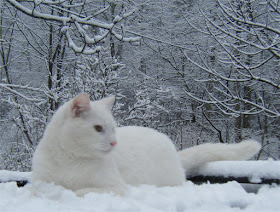 Kittens Playing In The Snow Kittens Playing In The Snow