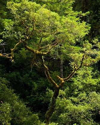 [mosscoveredtanoakEdBook182.jpg]