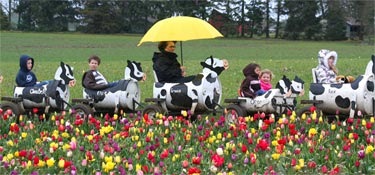 [tulip_fest-cow-train[4].jpg]