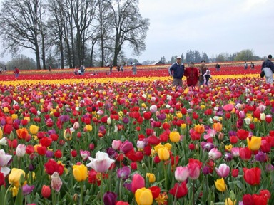 [woodburn tulips[5].jpg]