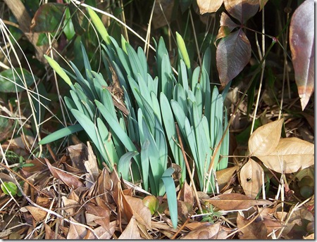 daffodils