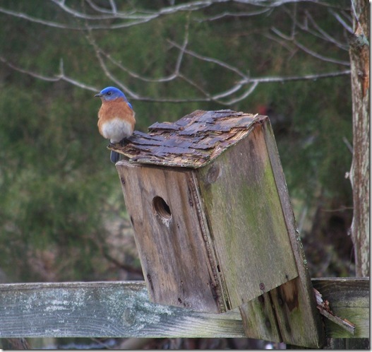Bluebird on box