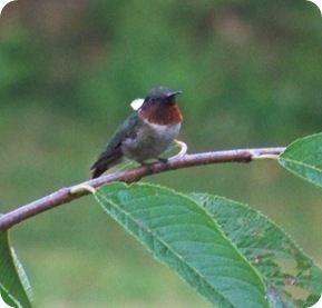 flit3