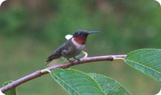 flit5
